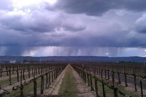 rainfall-on-vineyard