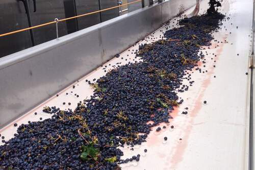 grapes-on-production-line